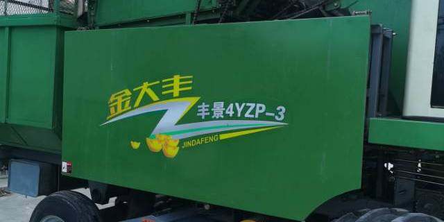 金大丰4YZP-3玉米收