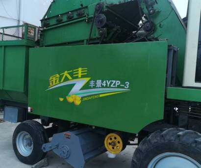 金大丰4YZP-3玉米收