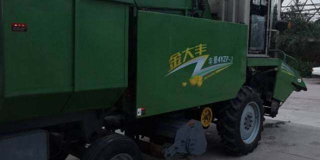 金大丰4YZP-3玉米收